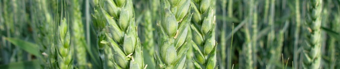 Biocrop - seminte pentru culturi de primavara - grau