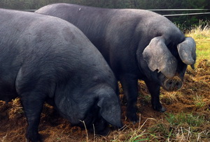 Cresterea porcului pentru carne si grasime