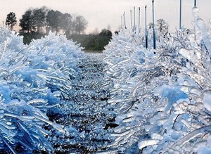Arbustii fructiferi in perioada de iarna