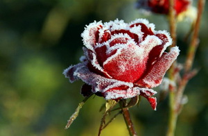 Protectia de iarna a trandafirilor