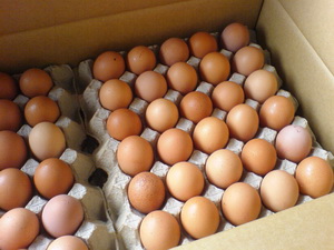 Recomandari regim de comercializare oua