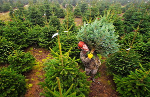 Vanzare pomi de craciun Romsilva 2016