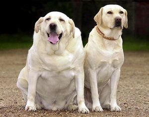 Obezitatea la animale