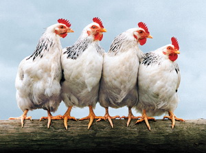 Acomodarea si intrarea in ouat a puicutelor