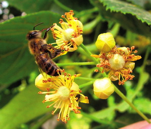 Primul curs acreditat de Apicultura Ecologica din Romania: 11-12 februarie 2017