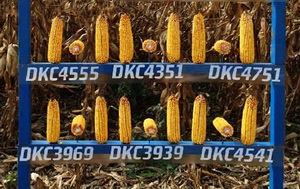 Hibrizi noi de porumb Dekalb