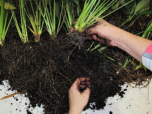 Obtinerea rasadurilor prin divizarea tufelor