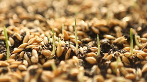 Oferta de seminte SCDA Turda pentru primavara anului 2017