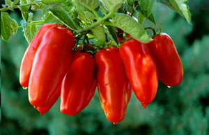 Adevaratele tomate San Marzano de la poalele muntelui Vezuviu