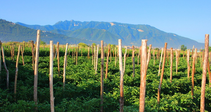 Soiuri de tomate - tomatele San Marzano Italia