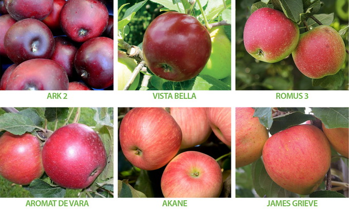 Soiuri de vara de mar