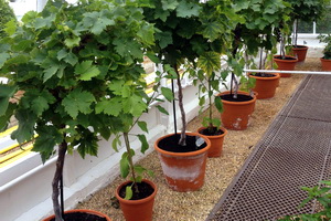 Vita de vie in containare