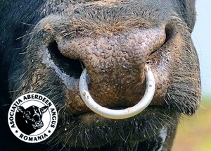 Prima licitatie de bovine Angus din Romania