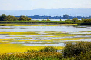 2 februarie 2017 – Ziua Mondiala a Zonelor Umede