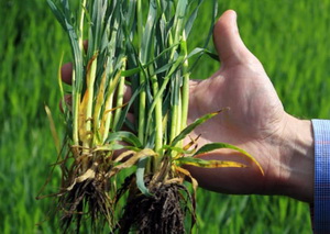 Cand si de ce sa aplicam regulatori de crestere la grau si orz