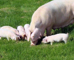 Porcul din rasa Welsh crescut traditional