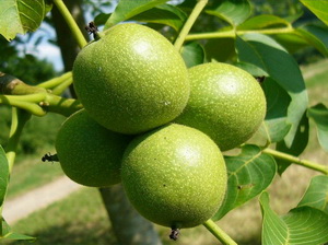 Un business profitabil – cultura de nuci