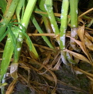 Fainarea la grau si orz