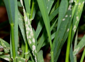 Combaterea fainarii la grau si orz