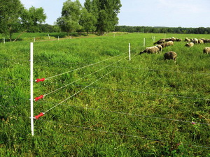 Gardul electric solutie pentru protectia animalelor