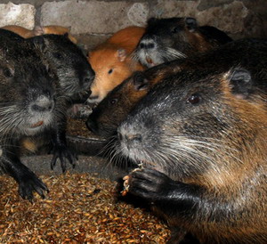 Ingrijirea puilor de nutrie