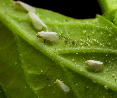 Musculita alba de sera | Identificare si Combatere