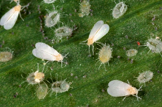 Musculita alba de sera - detaliu frunza atacata