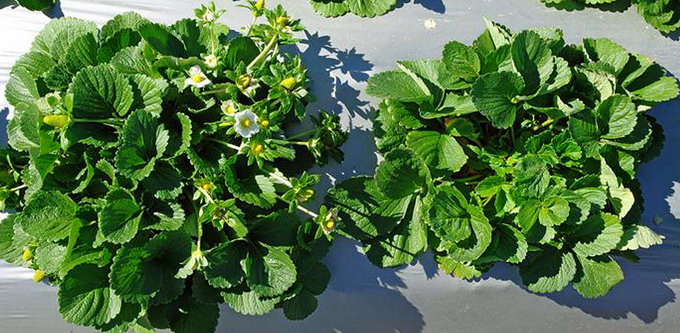 Nematodul capsunului - Identificare Prevenire si Combatere