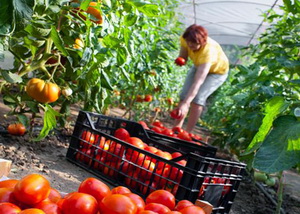 Sprijinul pentru tomate cultivate in sere si solarii: 3.214 de fermieri au solicitat inscrierea in program