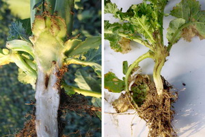 Planul de fertilizare la rapita - Carenta de Bor la rapita