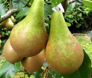 Zonarea soiurilor de pere in Romania