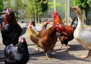 Actualizarea situatiei privind evolutia influentei aviare in Romania