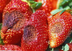 Antracnoza capsunului | identificare si combatere