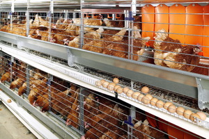 Consecintele cresterii de puicute subponderale