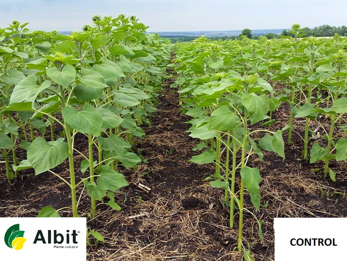 Albit - floarea soarelui