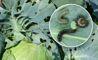 Boli si daunatori la varzoase - buha verzei