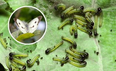 Boli si daunatori la varzoase - fluturele alb