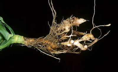 Boli si daunatori la varzoase - hernia radacinilor