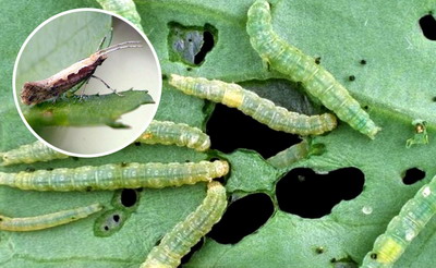 Boli si daunatori la varzoase - molia verzei