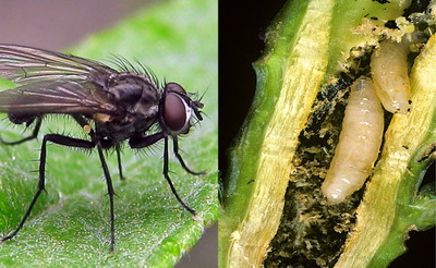 Boli si daunatori la varzoase - musca verzei