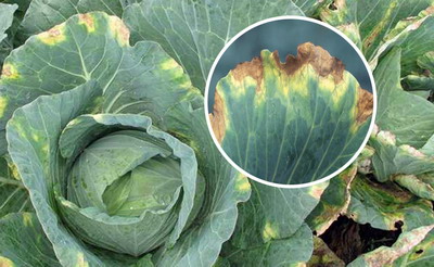 Boli si daunatori la varzoase - nervatiunea frunzelor