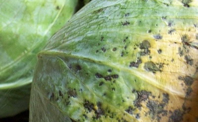 Boli si daunatori la varzoase - patarea neagra