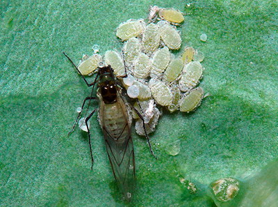 Boli si daunatori la varzoase - purici si paduchi