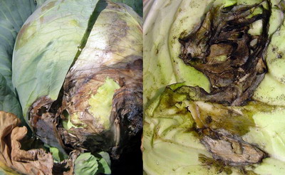 Boli si daunatori la varzoase - putregai umed