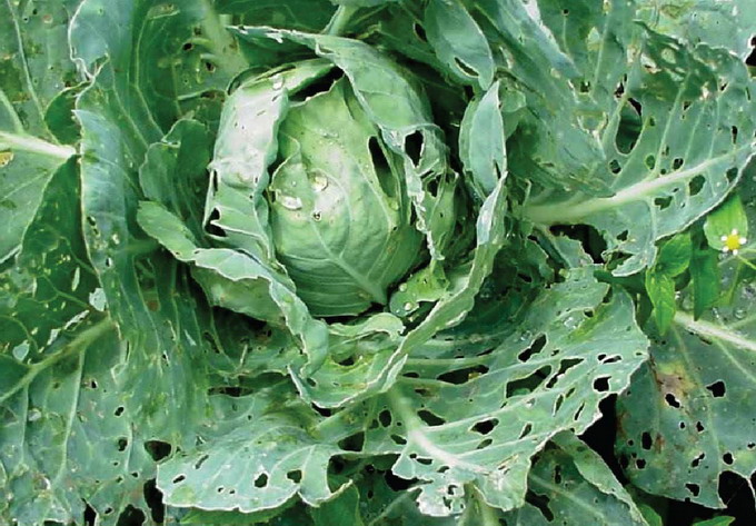 Combaterea bolilor si daunatorilor la varzoase (Varza, Conopida, Gulii) | Schema de tratament