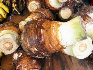 Bulbo-tuberculii comestibili de Kolokasi Sotiras