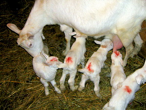 Cresterea caprinelor - Metode de crestere a iezilor