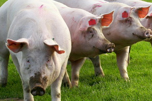 Depistarea caldurilor la scroafe