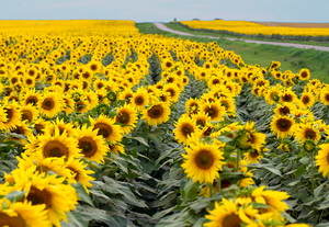 Fertilizare cultura de floarea soarelui