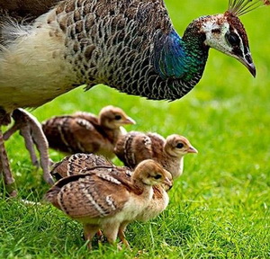 Incubatia oualor la pauni